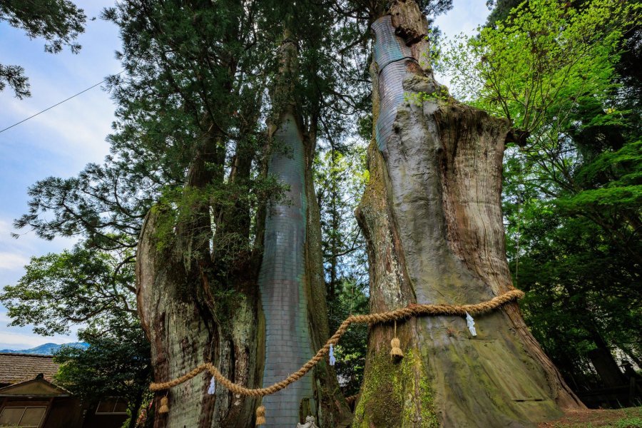 🌳 가야노의 큰 삼나무(가야노 오스기) 이미지 1